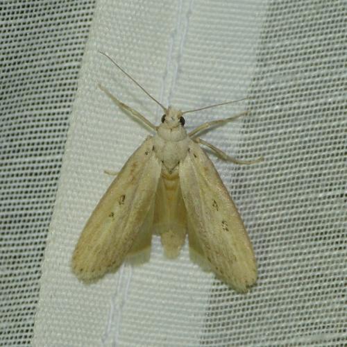 Lamoria zelleri